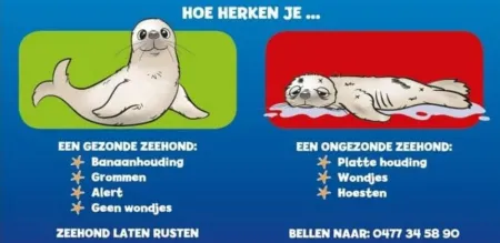 zeehonden 