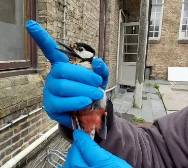 Grote bonte specht 