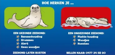 zeehond 