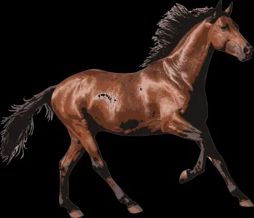 paard