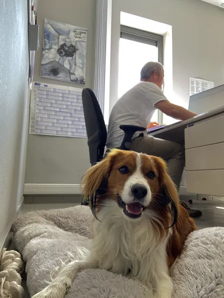 Hond op het werk