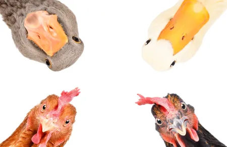 Dieren