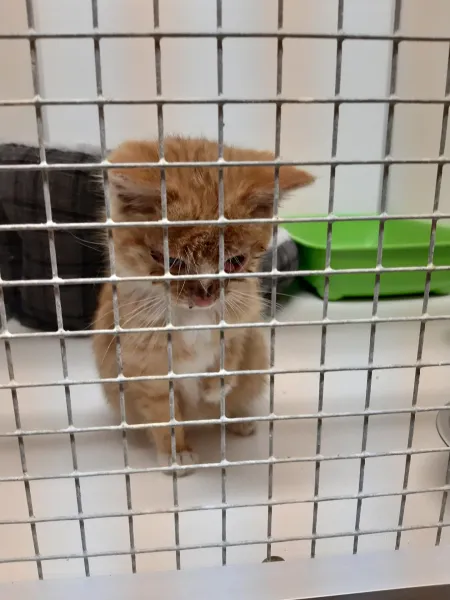 Broodfok Kitten