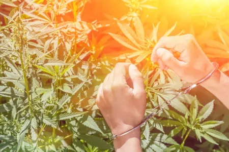 Foto cannabis