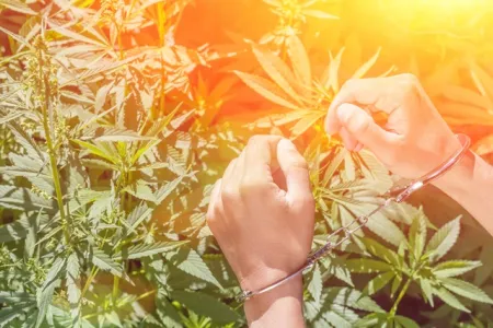 arrestatie cannabisplantage