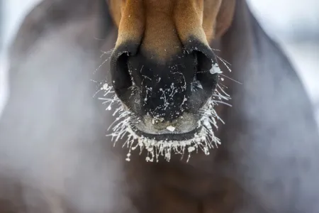 Paard in de sneeuw