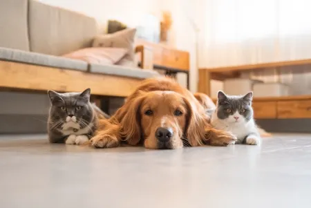 Huisdieren stockfoto