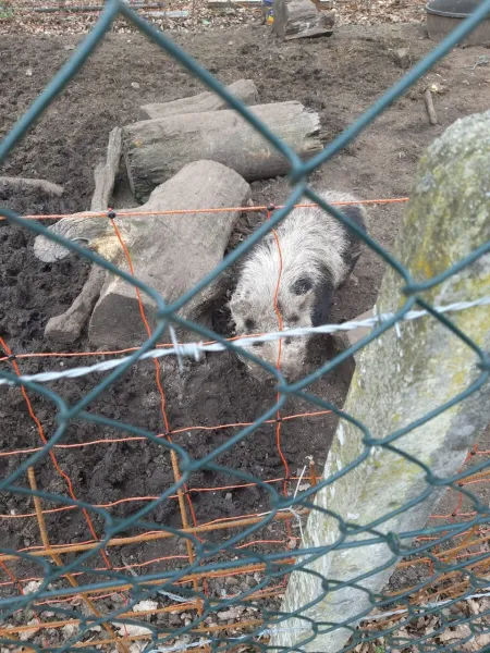 Inbeslagname dieren2