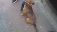 Inbeslagname dieren 