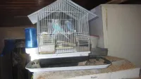 Inbeslagname dieren 