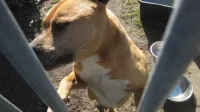 Inbeslagname dieren 