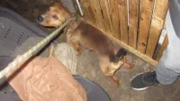 Inbeslagname dieren 