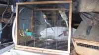Inbeslagname dieren 