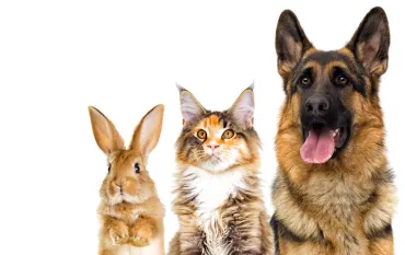 Stockbeeld van hond kat konijn