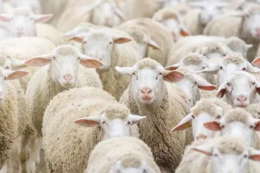 Stockbeeld schapen