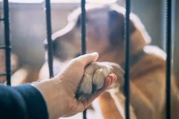 Stock dierenverwaarlozing CARMA
