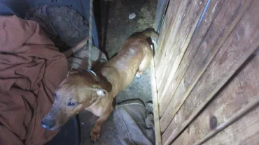 Inbeslagname dieren 
