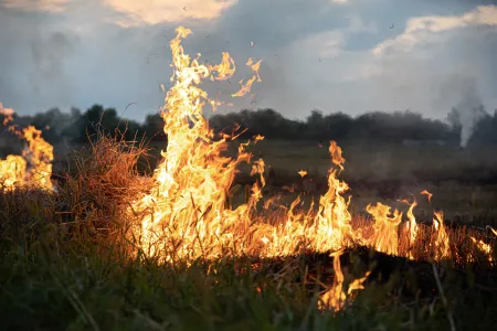 brand