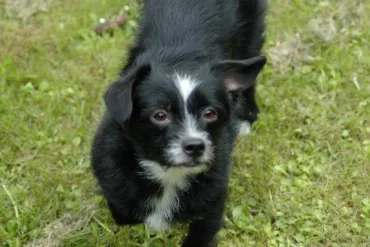 hond