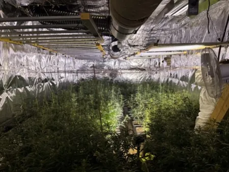 cannabisplantage Hoepertingen