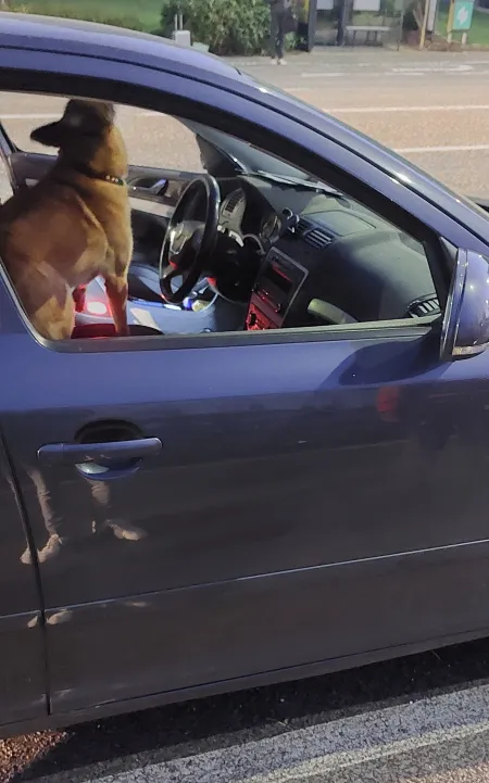 Een drugshond doorzoekt een voertuig tijdens Etoile-actie