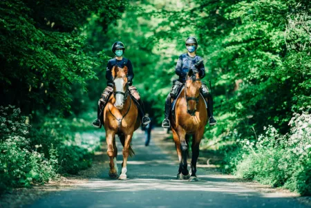 Wordt jouw paard onze volgende collega?