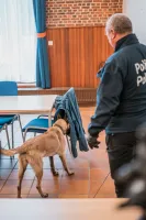 Luna, le premier chien ICT de la Police Fédérale