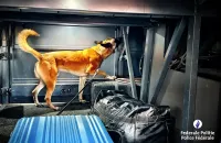 Opération Étoile : saisie de plus de 109 000 euros en espèces et de 28 kilos de cannabinoïdes de synthèse en Belgique 