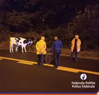 évacuer deux vaches de l’A7/E19