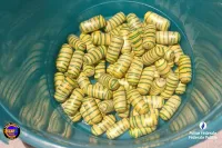 Operatie Etoile: 106 750 euro en 6,8 kilo cocaïne in beslag genomen bij verschillende controles 