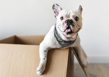 Een gezamenlijke strijd tegen de illegale handel in gezelschapsdieren 