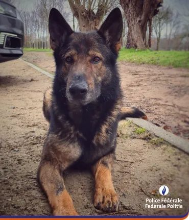 Hommage à Rocky, notre collègue chien pisteur